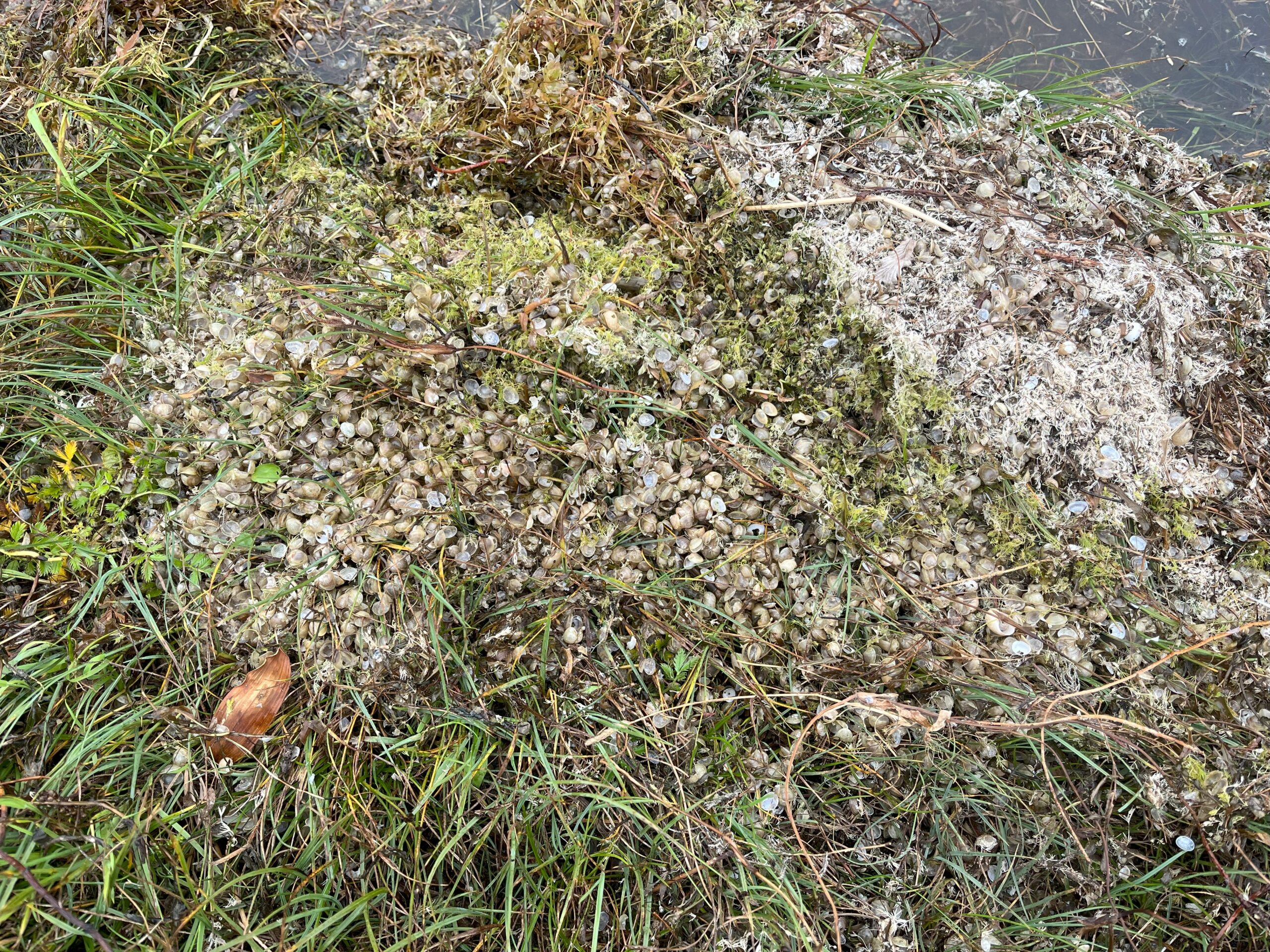 Fishing in South Uist: the Phenomenon of the Shells - The Highland Angler